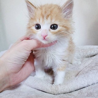 家族が出来ました♡ふわふわ毛足長めの茶白子猫♂