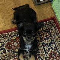 チューイー (Chewy)