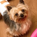 ルウ君、里親様決定！