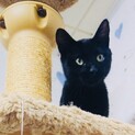 イケメン黒猫（去勢済み）