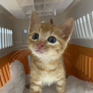 家族が出来ました♡可愛い茶トラ子猫♂