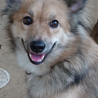 大怪我克服。無駄吠えなし。