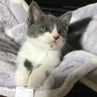 ☆ほわほわ可愛いグレー白男子　銀時☆
