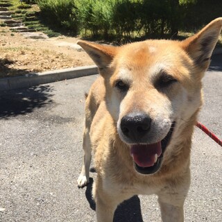 まだ待ってます！おっとり癒し系桃太君