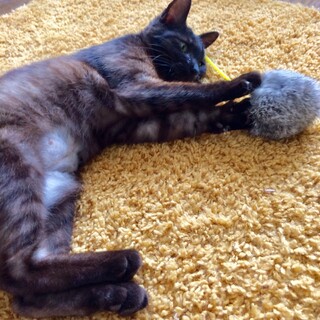 とってもフレンドリーな女の子！くまこ