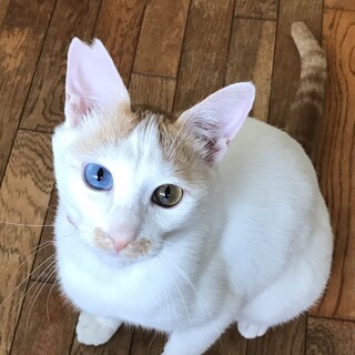 募集を一旦停止。オッドアイの穏やかな男の子