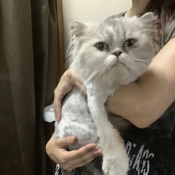 可愛いミヌエット君