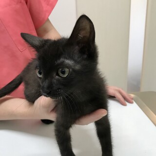 ３本足のやんちゃな黒猫の女の子！