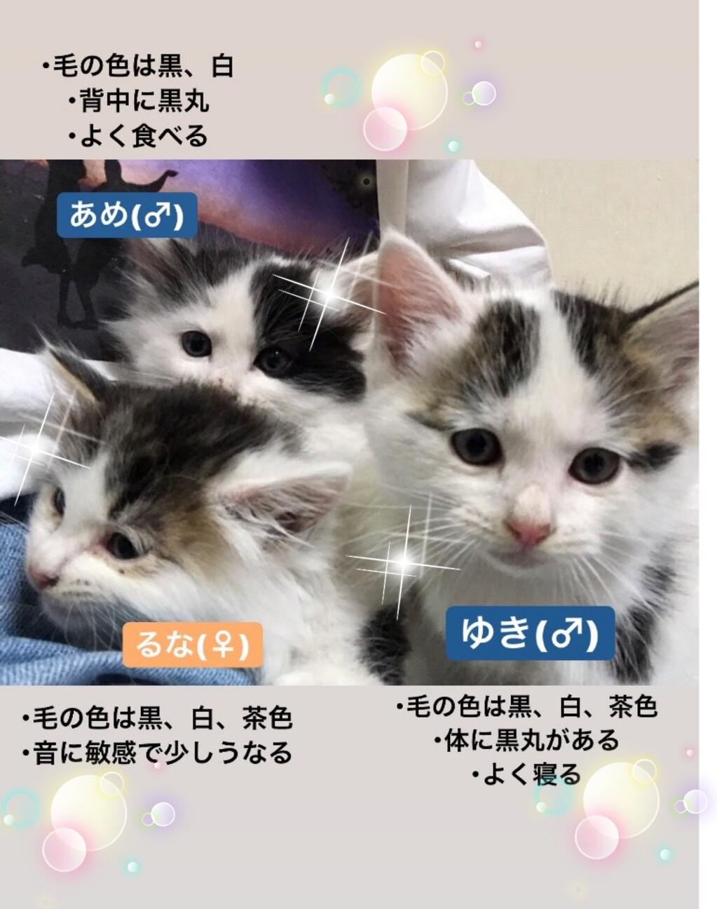 保護猫の譲渡会 三重県名張市 ひだまりにゃんこのイベント 98 ペットのおうち 月間利用者150万人