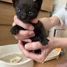 1ヵ月半くらいの可愛い子猫たち サムネイル2