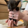 1ヵ月半くらいの可愛い子猫たち サムネイル3