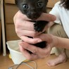 1ヵ月半くらいの可愛い子猫たち サムネイル4