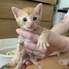 1ヵ月半くらいの可愛い子猫たち サムネイル5