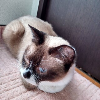 年齢不詳　シャム柄の女の子