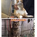 飼主入院で収容！4歳の人懐こい兄妹♡【県外譲渡可】