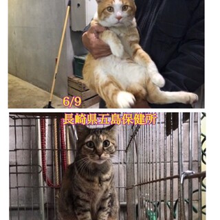 飼主入院で収容！4歳の人懐こい兄妹♡【県外譲渡可】