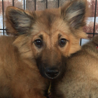 性格が穏やかな男の子ブランくん