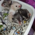 希少長毛ハムスター、サテンクリーム&セーブル