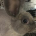 ロップイヤーとミニウサギのコ  