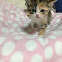 可愛いすずちゃんトライアルに入ります