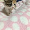 可愛いすずちゃんトライアルに入ります サムネイル2