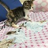可愛いすずちゃんトライアルに入ります サムネイル3