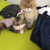 こだまー