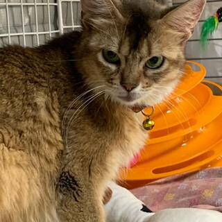 ずっとのお家を募集中