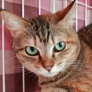 ほんとは甘えたいんです！「キャラメル」ちゃん