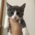 順にお返事中　可愛いグレー