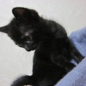 黒猫女の子♀