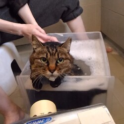 ねこにすと１８　写真パネル展