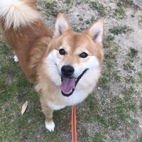 バター