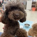 メロ★小さめ甘えん坊トイプー♀