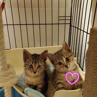 人懐っこいキジの女の子ララちゃん