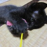 黒猫男の子♂ サムネイル2