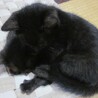 黒猫男の子♂ サムネイル3