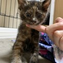 幸運の鍵しっぽちゃん