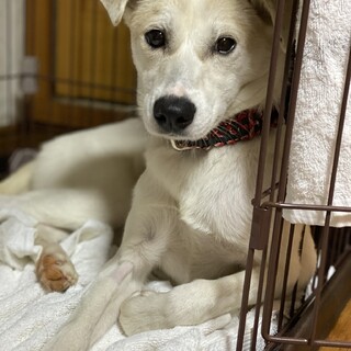 キレイなお顔のラッピーちゃん