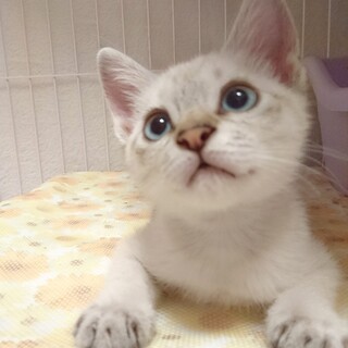 里親様決定！シャム系『カシュー』くん