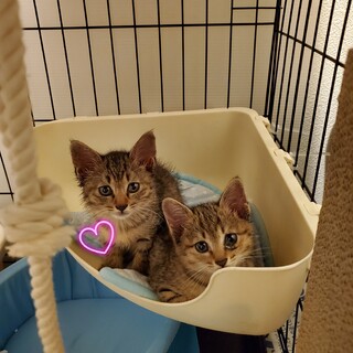 人懐っこい可愛い女の子キキちゃん