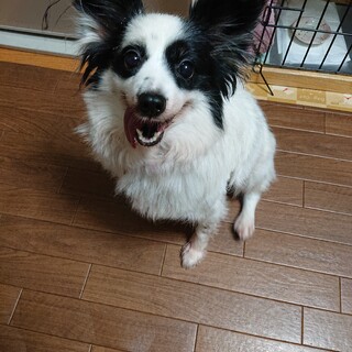 パピヨン５～６歳★ミルキーちゃん　繁殖引退犬