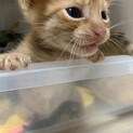 茶トラ子猫
