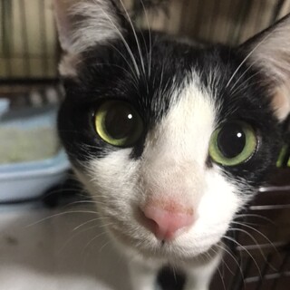 お腹を出しちゃう女の子〜仮名「みっちゃん」