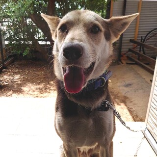 【飼い主持ち込み】神秘的なカラーの男の子
