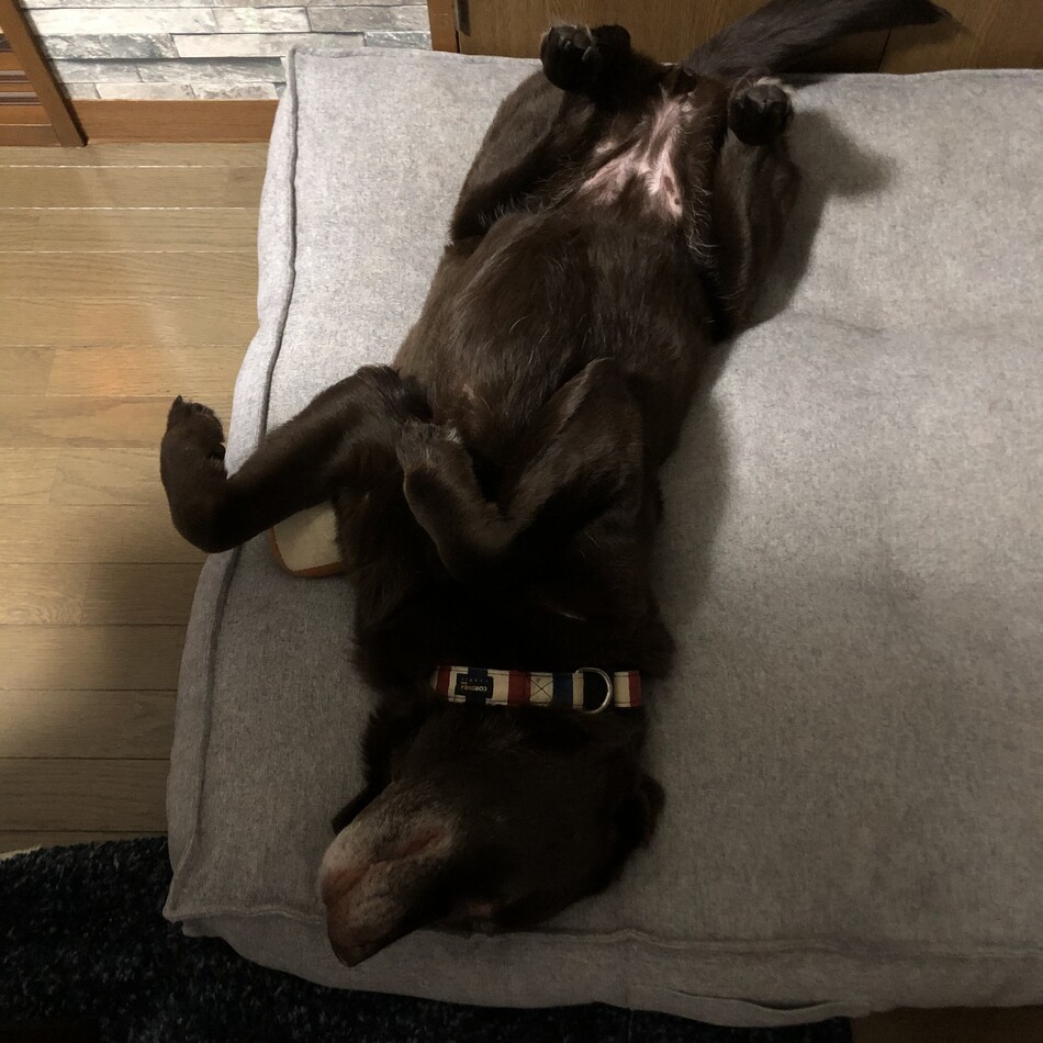 モカのカバー写真