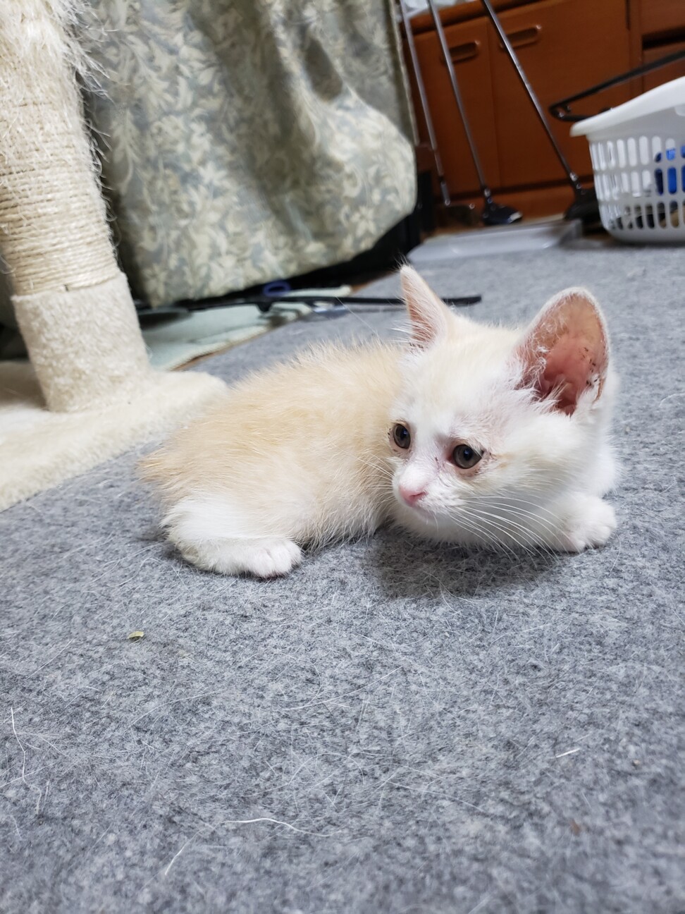 クリーム色のカギしっぽち 愛知県 猫の里親募集 ペットのおうち 月間利用者150万人