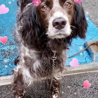 20-W390　とても利口なセッターです。