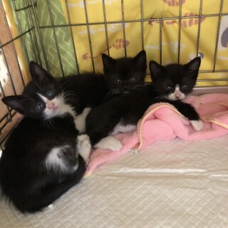 白黒兄弟猫とママ 名古屋から