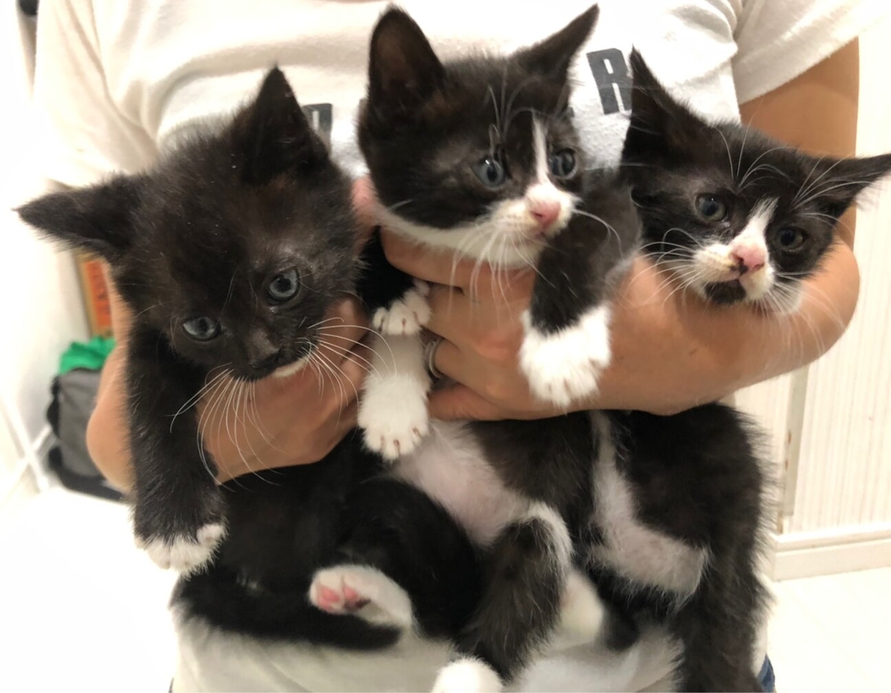 ソックス猫 だんごくん 愛知県 猫の里親募集 ペットのおうち 月間利用者150万人